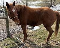 athletic-quarter-horse