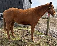 calf-roping-quarter-horse