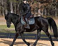 gelding-friesian-horse