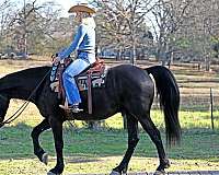 bombproof-friesian-horse