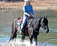 flashy-friesian-horse