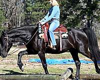gentle-friesian-horse