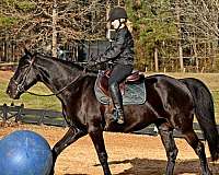 athletic-friesian-horse
