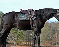sport-horse-friesian