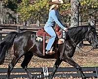 all-around-friesian-horse