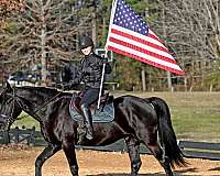 western-friesian-horse