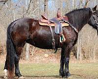 black-sho-horse