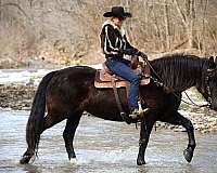 all-around-friesian-horse