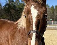 16-hand-belgian-gelding