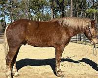 sorrel-gelding-for-sale