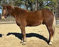 sorrel-belgian-gelding