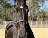 16-hand-friesian-mare