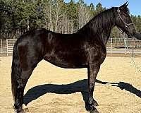 black-mare-for-sale