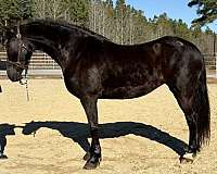 black-friesian-mare