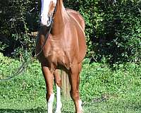 chestnut-overo-dots-on-rump-horse