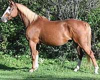 dots-on-rump-horse