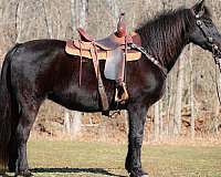 all-around-missouri-fox-trotter-horse