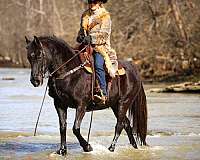 beginner-missouri-fox-trotter-horse