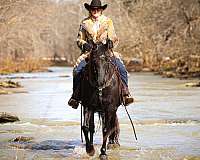 drill-team-missouri-fox-trotter-horse