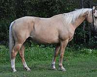 palomino-blaze-3-socks-horse
