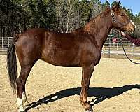 sorrel-draft-mare
