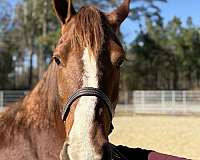 15-hand-draft-mare