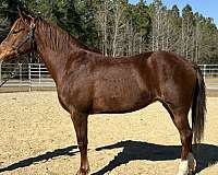 sorrel-mare-for-sale