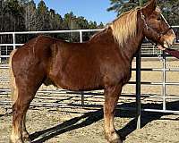 sorrel-belgian-gelding