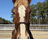 16-hand-belgian-gelding
