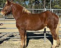sorrel-gelding-for-sale