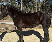black-percheron-mare
