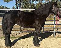 black-mare-for-sale