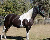 faint-star-black-white-horse