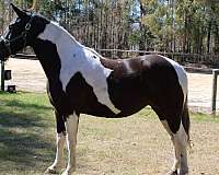 tobiano-faint-star-black-white-horse