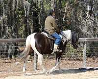 tennessee-walking-horse
