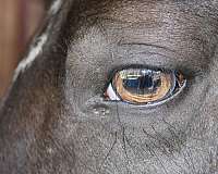 trail-horse-tennessee-walking