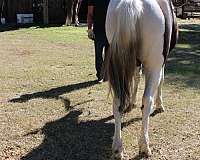 spotted-saddle-horse-tennessee-walking