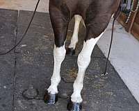 tobiano-tennessee-walking-horse