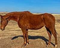 perform-horse