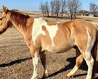 overo-calf-roping-pony
