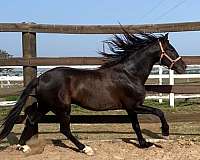 gifted-andalusian-horse