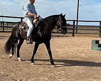 trainability-andalusian-horse