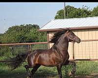 extreme-stallion