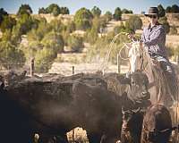 all-around-quarter-horse