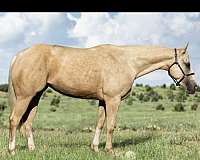 palomino-3-white-socks-blaze-horse