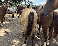 buckskin-left-rear-pastern-white-horse