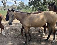 left-rear-pastern-white