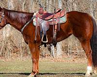 all-around-quarter-horse