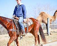 beginner-quarter-horse