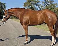 flashy-paint-horse